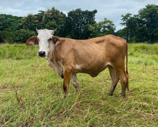 Foto de Vendo novilla