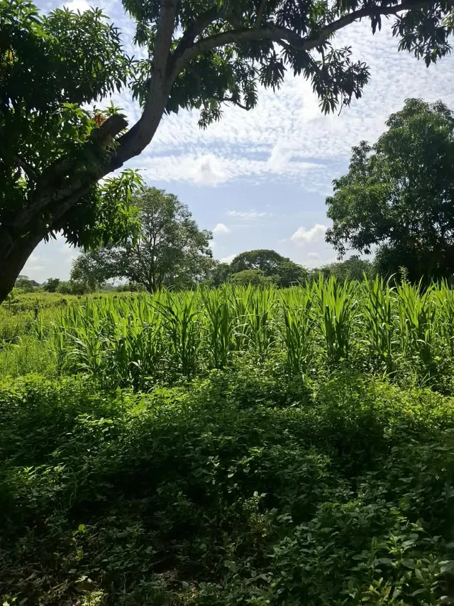 Foto de PRUEBA - Vaca de prueba