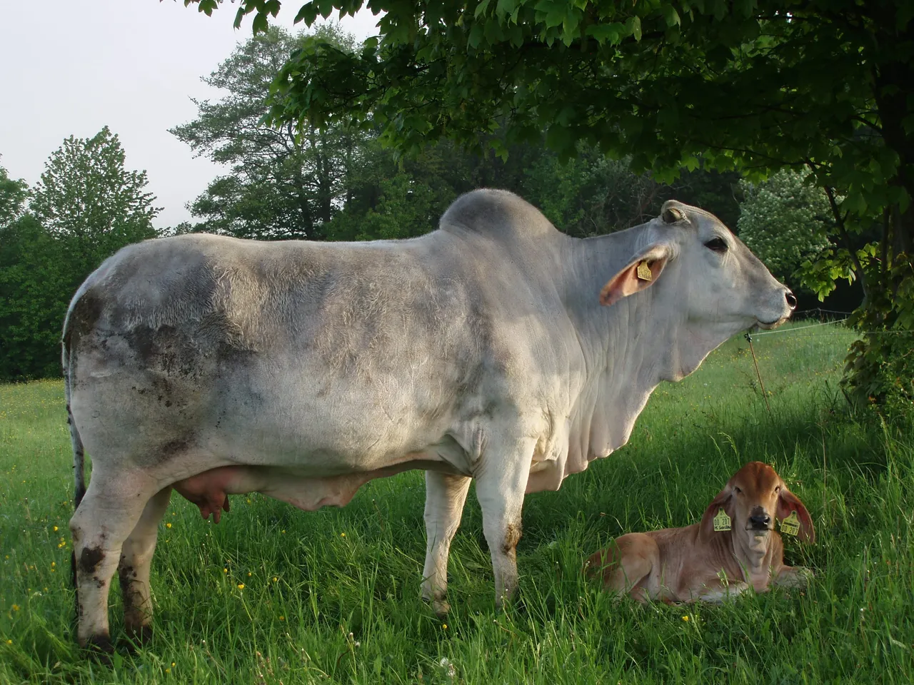 Foto 1 de 1: PRUEBA - Toro Brahman registrado
